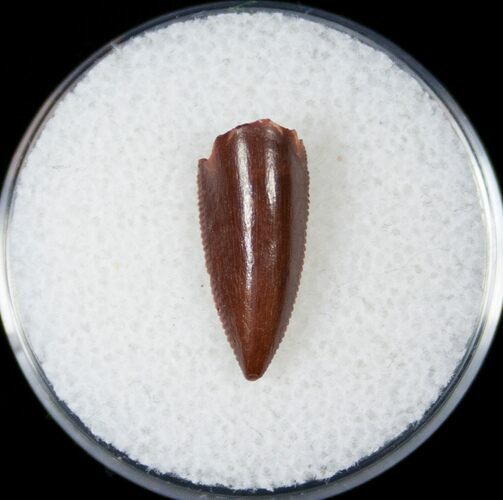Red Raptor Tooth From Morocco - #14427